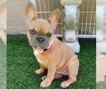Small #1 French Bulldog
