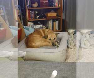 Tyche - Female Mutt Dog for Adoption - Photo #3