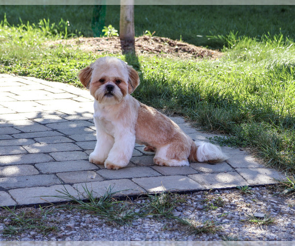 Medium Photo #4 Shih Tzu Puppy For Sale in SYRACUSE, IN, USA