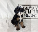 Small #4 Bernedoodle