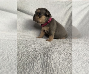 French Bulldog Puppy for sale in NAMPA, ID, USA