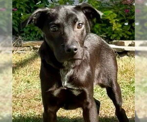 Labrador Retriever-Unknown Mix Dogs for adoption in Canton, CT, USA