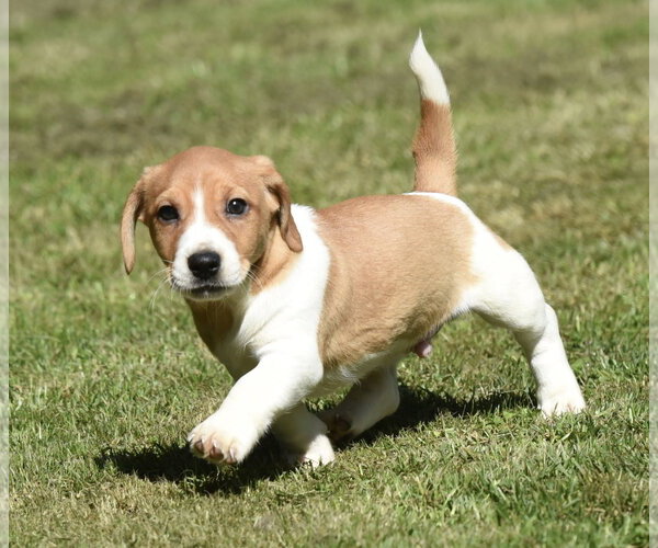 Medium Photo #7 Dachsador Puppy For Sale in Mechanicsburg, PA, USA