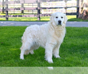 Father of the English Cream Golden Retriever puppies born on 02/21/2022
