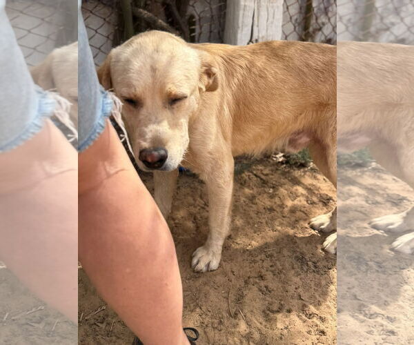 Medium Photo #2 Labrador Retriever-Unknown Mix Puppy For Sale in San Diego, CA, USA