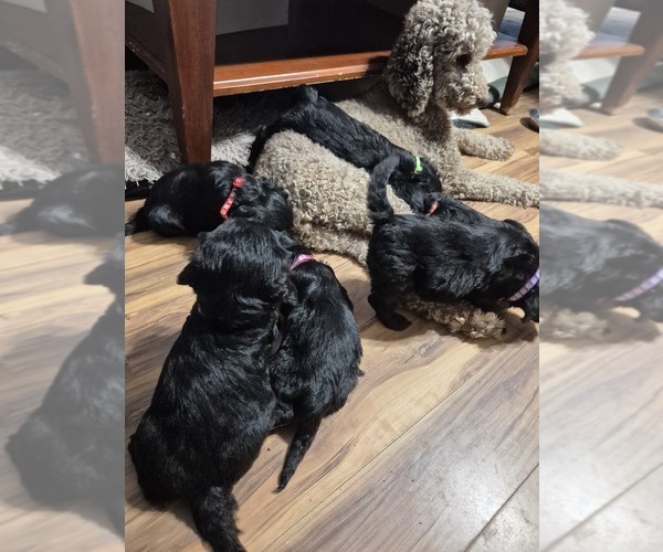 Medium Photo #4 Goldendoodle Puppy For Sale in AIKEN, SC, USA