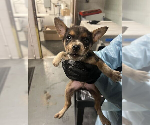 Medium Photo #1 Mutt Puppy For Sale in Stockton, CA, USA