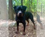 Small #3 Rottweiler