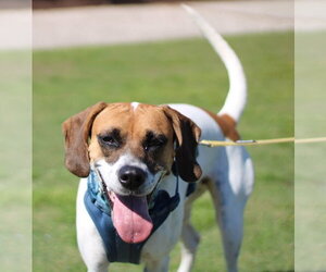 Emily - Female Mutt Dog for Adoption - Photo #10