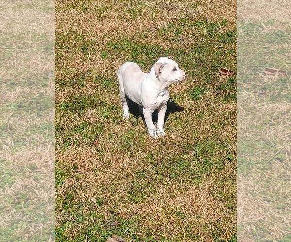 Medium Photo #9 Mutt Puppy For Sale in Princeton, MN, USA