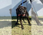 Small #3 Labrador Retriever Mix