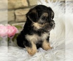 Small #6 Morkie
