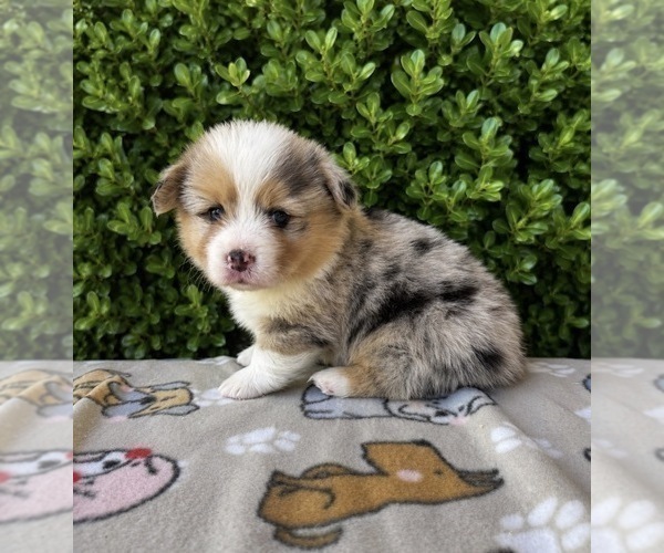 Medium Photo #6 Pembroke Welsh Corgi Puppy For Sale in CERES, CA, USA