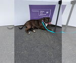 Small #1 American Staffordshire Terrier