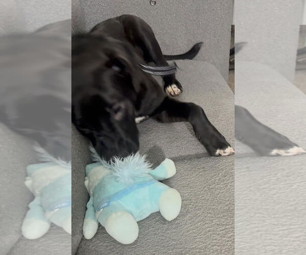 Medium Photo #5 American Pit Bull Terrier-Labrador Retriever Mix Puppy For Sale in Princeton, MN, USA