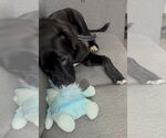 Small #4 American Pit Bull Terrier-Labrador Retriever Mix