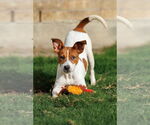 Small #28 Basenji-Rat Terrier Mix