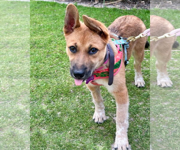 Medium Photo #6 German Shepherd Dog-Unknown Mix Puppy For Sale in Corona, CA, USA