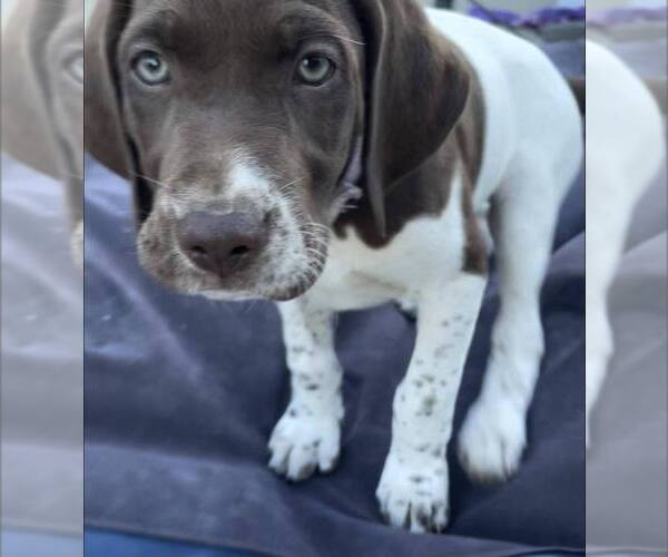 Medium Photo #23 Pointer Puppy For Sale in SACRAMENTO, CA, USA