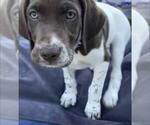 Puppy Barbara Ann Pointer