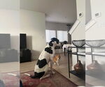 Small #3 Great Dane