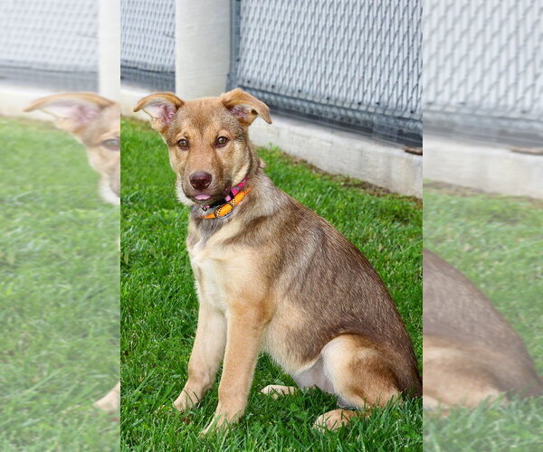 Medium Photo #3 Mutt Puppy For Sale in Evansville, IN, USA