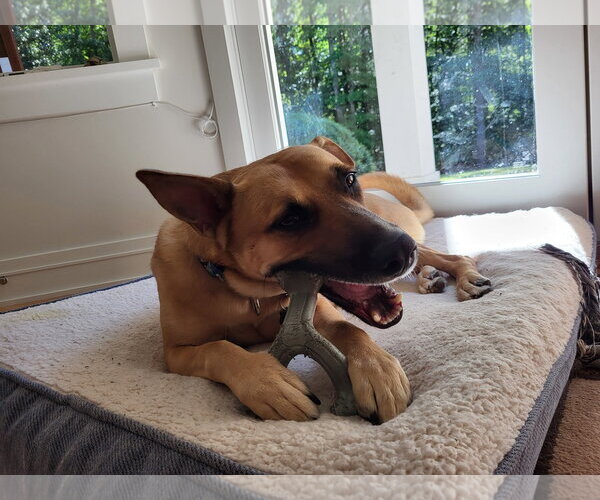 Medium Photo #13 Mutt Puppy For Sale in Cary, NC, USA