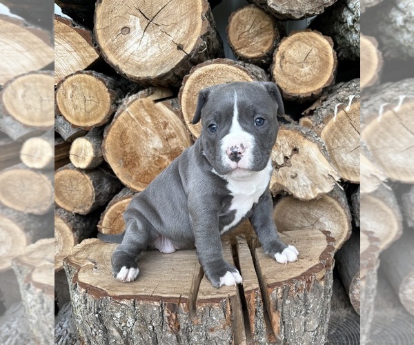 Medium Photo #1 American Bulldog Puppy For Sale in MIDDLEBURY, IN, USA
