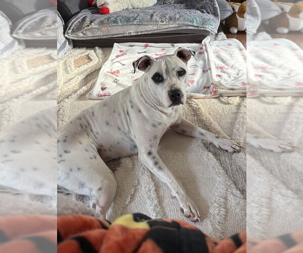 Medium Photo #5 American Staffordshire Terrier-Labrador Retriever Mix Puppy For Sale in Brewster, NY, USA