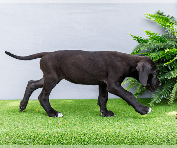 Medium Photo #4 Great Dane Puppy For Sale in WAKARUSA, IN, USA