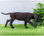 Small Photo #78 Great Dane Puppy For Sale in WAKARUSA, IN, USA