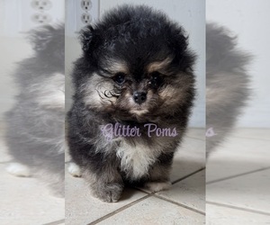 Pomeranian Puppy for sale in LEHIGH ACRES, FL, USA