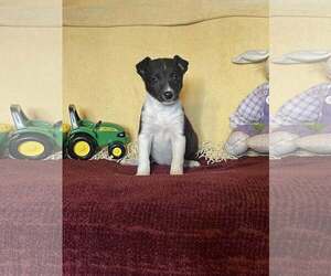 Mutt Dogs for adoption in HOPKINSVILLE/PRINCETON, KY, NH, USA