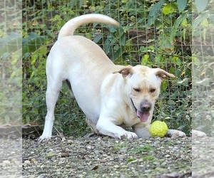 Oopah - Male Labrador Retriever-Unknown Mix Dog for Adoption - Photo #3