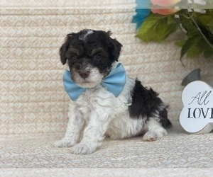 Poodle (Toy) Puppy for sale in LANCASTER, PA, USA