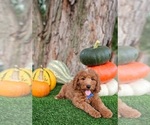 Small #3 Poodle (Miniature)