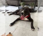 Small Labrador Retriever Mix