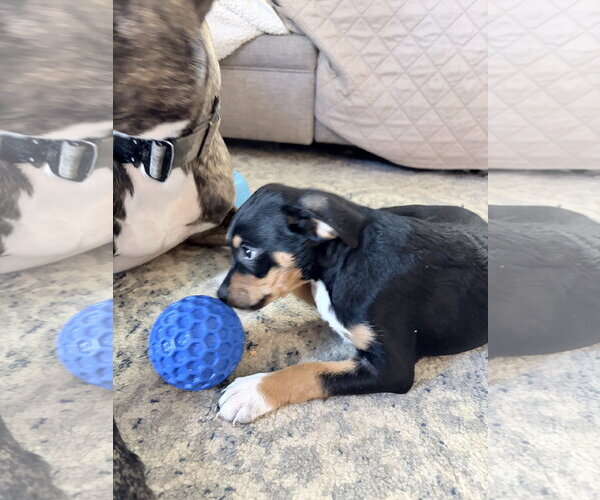 Medium Photo #1 Jack Chi Puppy For Sale in Ball Ground, GA, USA