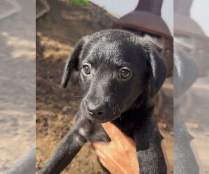 Mutt Dogs for adoption in San Diego, CA, USA