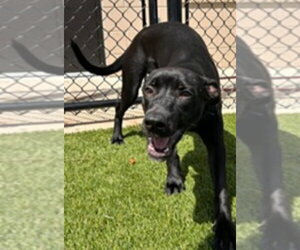 Labrador Retriever-Unknown Mix Dogs for adoption in Sanford, FL, USA