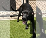 Zoomie - Female Labrador Retriever-Unknown Mix Dog for Adoption - Small photo