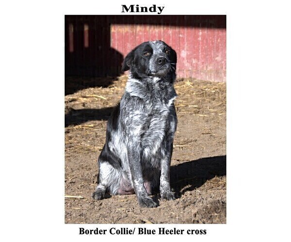 Medium Photo #1 Australian Cattle Dog-Border Collie Mix Puppy For Sale in CLARE, MI, USA