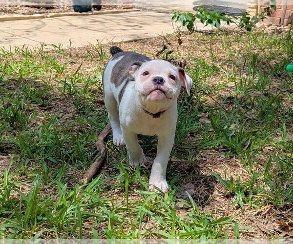 Medium Photo #4 Olde English Bulldogge Puppy For Sale in AUSTIN, TX, USA