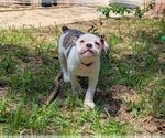 Small #3 Olde English Bulldogge