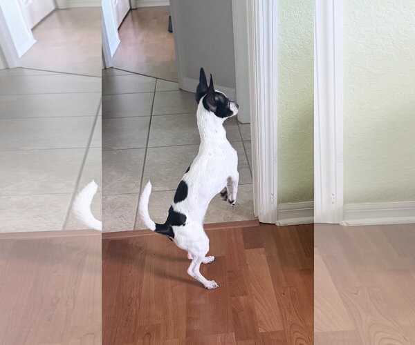 Medium Photo #15 Chihuahua-Unknown Mix Puppy For Sale in Valrico, FL, USA