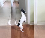 Small #14 Chihuahua Mix