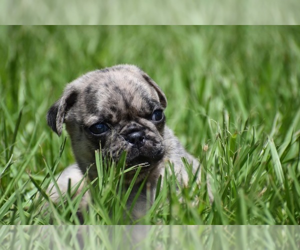 Medium Photo #3 Pug Puppy For Sale in PALM COAST, FL, USA