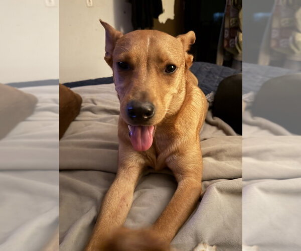 Medium Photo #22 Carolina Dog Puppy For Sale in San Diego, CA, USA