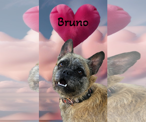 Medium Photo #2 French Bulldog-Unknown Mix Puppy For Sale in Phelan, CA, USA