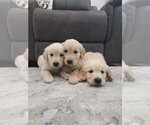 Small #7 Golden Retriever